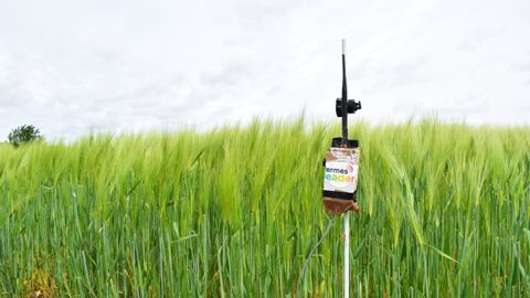Sonde Sinafis dans une parcelle d’orge.