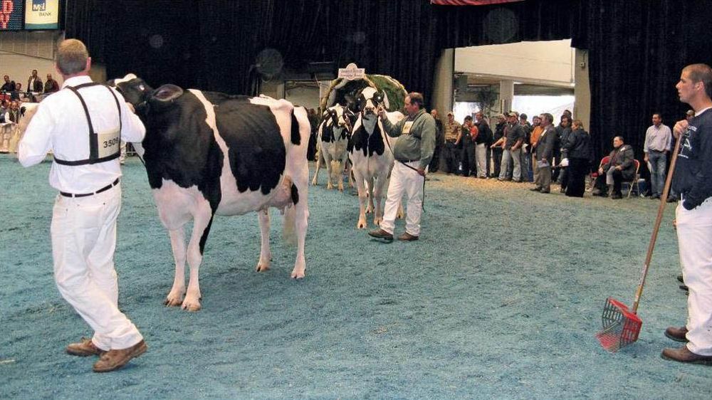 En génotypant leurs veaux mâles, les sélectionneurs nord-américains auront surtout en main un outil de négociation commerciale face aux CIA.© PASCALE LE CANN