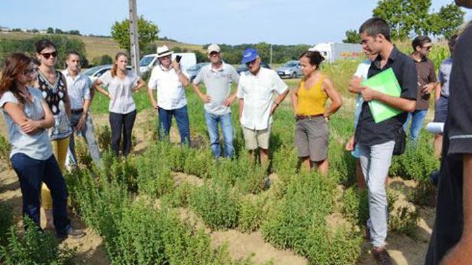 Une cinquantaine d'invités ont répondu présents à l'invitation de l'Epi salvagnacois, le 12 septem­bre, à Salvagnac (Tarn) pour découvrir la filière stevia­. © F. JACQUEMOUD Une cinquantaine d'invités ont répondu présents à l'invitation de l'Epi salvagnacois, le 12 septem­bre, à Salvagnac (Tarn) pour découvrir la filière stevia­. © F. JACQUEMOUD