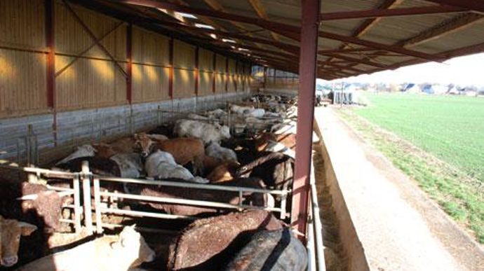 L'achat de broutards à engraisser sera désormais le rôle du nouveau groupe élevage du Comptoir agricole. © C. REIBEL L'achat de broutards à engraisser sera désormais le rôle du nouveau groupe élevage du Comptoir agricole. © C. REIBEL