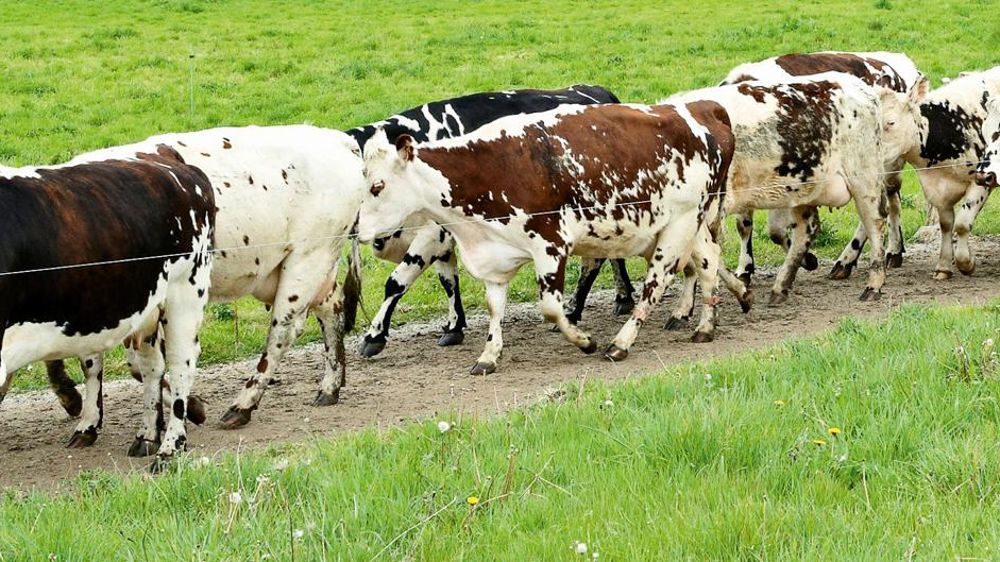 Les petites et moyennes exploitations intensives qui portent souvent le dynamisme de la production laitière seront très pénalisées par la convergence des aides.© THIERRY PASQUET