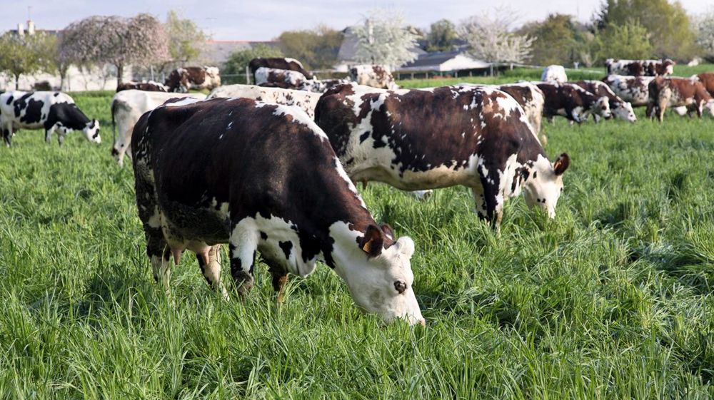 Allonger la durée de pâturage fait partie des vingt-six actions que l'Inra identifie pour atténuer les émissions agricoles d'ici à 2030. © CHRISTIAN WATIER