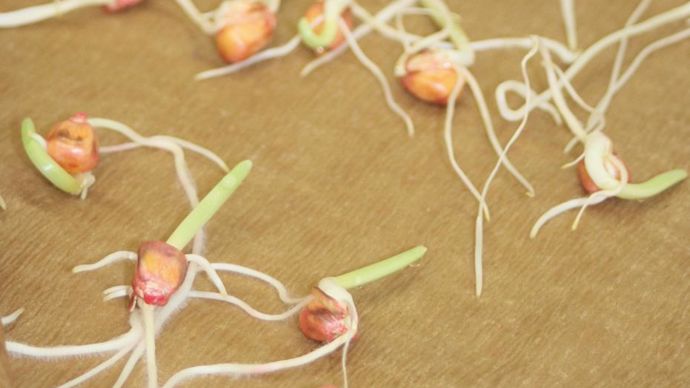 Les premières alternatives sont attendues en 2020 pour protéger les semences et les jeunes semis.M. LOISON