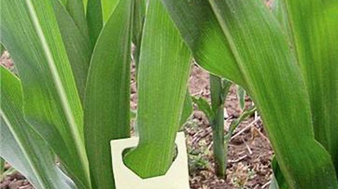 Les essais et les enquêtes portent sur quatres produits : Contans WG, Sluxx, Vacciplant et les trichogrammes (ci-dessus).