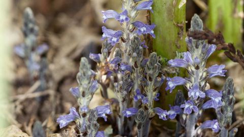 Les surfaces touchées par l'orobanche rameuse, parasite se développant sur les racines, sont en extension, notamment en Pays de la Loire. S. CHAMPION Les surfaces touchées par l'orobanche rameuse, parasite se développant sur les racines, sont en extension, notamment en Pays de la Loire. S. CHAMPION