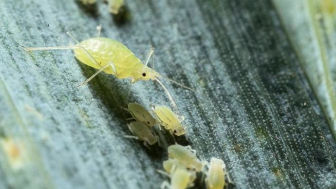 Le modèle a été calibré avec des données terrain de 1975 à 2001.S. CHAMPION