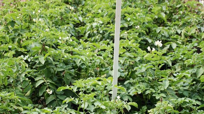 L'accent a aussi été mis sur les produits de biocontrôle comme les huiles essentielles en fongicides ou le défanant dessicant VVH86086.B. CAILLIEZ