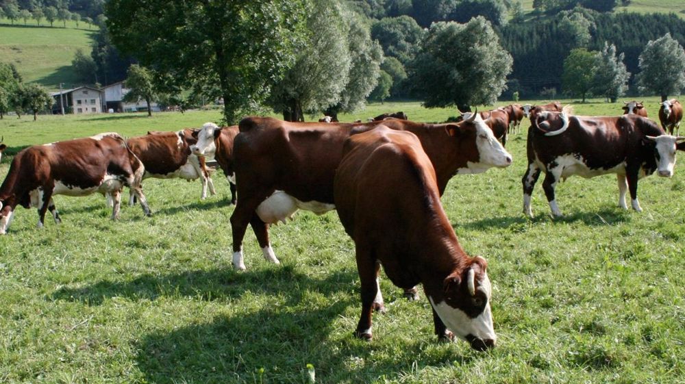 En France, l'agriculture de montagne représente 74 300 exploitations pour 90 000 actifs, soit 18 % des chefs d'exploitation et 12 % de la production.© A. B.