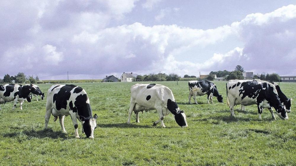 L'astreinte propre au lait devient trop lourde pour certains.© CHRISTIAN WATIER