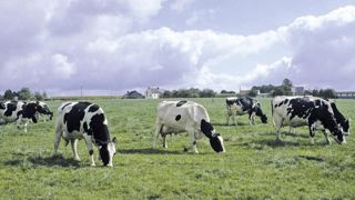 L'astreinte propre au lait devient trop lourde pour certains.© CHRISTIAN WATIER L'astreinte propre au lait devient trop lourde pour certains.© CHRISTIAN WATIER