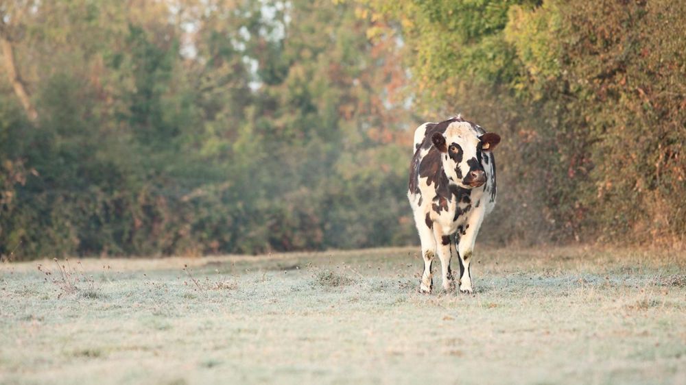 75 M€ à se partager pour les élevages laitiers de plaine (26 €/VL), pourtant ceux qui vont le plus subir les effets de cette réforme de la Pac.© SÉBASTIEN CHAMPION
