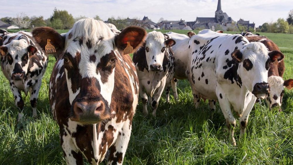 Aujourd'hui, le CIWF conseille d'acheter des produits laitiers bio, les seuls qui garantissent un certain bien-être pour les vaches.© CHRISTIAN WATIER