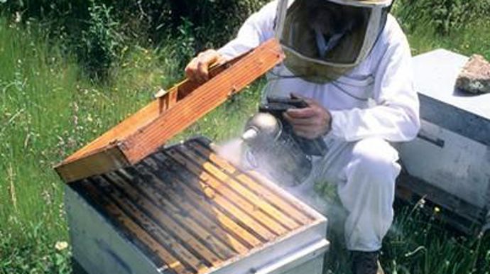 Le plan pour le développement durable de l'apiculture prévoit l'installation de 200 à 300 apiculteurs professionnels par an.J. NICOLAS