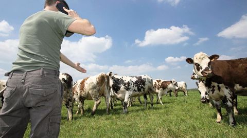 Comme le vivent leurs voisins européens, les éleveurs français auraient besoin d'un peu plus d'informations et d'ambitions de la part des transformateurs.© CHRISTIAN WATIER