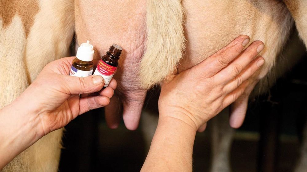 Tout produit à base de plantes qui présente une allégation thérapeutique doit être prescrit par un vétérinaire, une impasse pour l'aromathérapie.© CLAUDIUS THIRIET