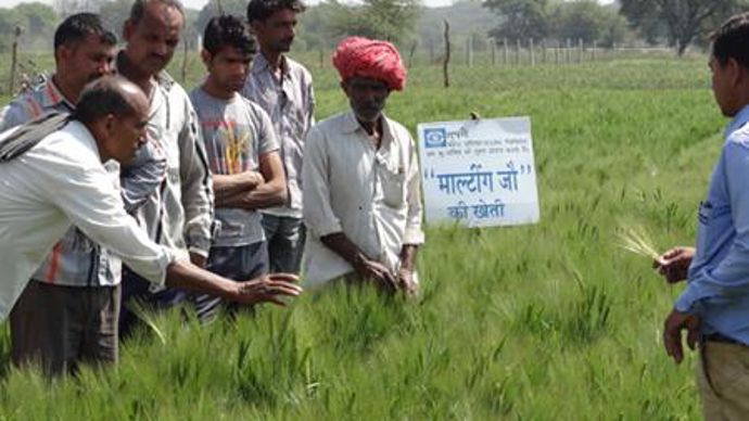  Depuis deux ans, une équipe Soufflet expérimente des variétés d'orge brassicole en Inde et accompagne les agriculteurs locaux dans la production pour obtenir des orges de qualité pour la malterie d'Alwar que le groupe vient d'acquérir.  Depuis deux ans, une équipe Soufflet expérimente des variétés d'orge brassicole en Inde et accompagne les agriculteurs locaux dans la production pour obtenir des orges de qualité pour la malterie d'Alwar que le groupe vient d'acquérir.