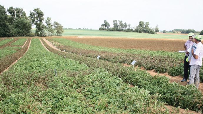 Sur sa plateforme expérimentale de Mesnil-Saint-Nicaise (Somme), Philagro a expérimenté différents programmes de défanage.B. CAILLIEZ