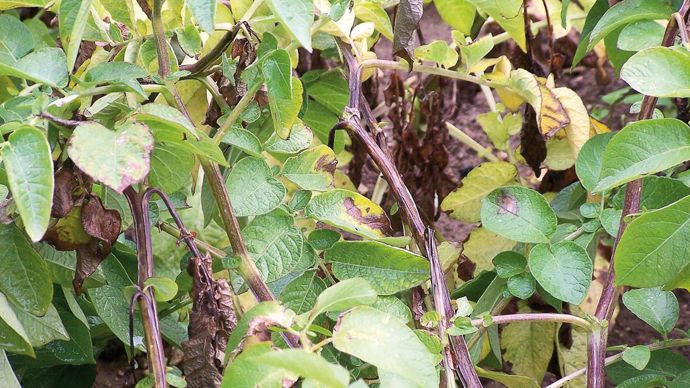 Le mildiou représente, rien qu'en Europe, un coût pour la société de quelque 900 millions d'euros par an.CAIA