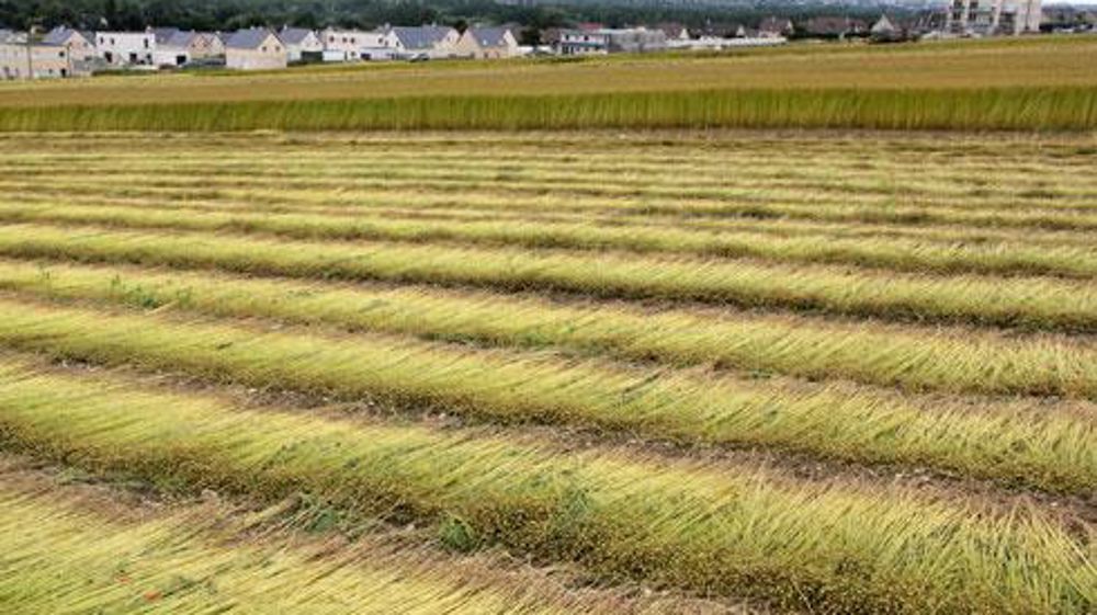 La fibre de lin pour les matériaux composites représente encore des volumes assez faibles. « L'essor du marché composite va accentuer la valorisation de la production du lin fibre », anticipe toutefois Cap Seine. © C. MICHEL La fibre de lin pour les matériaux composites représente encore des volumes assez faibles. « L'essor du marché composite va accentuer la valorisation de la production du lin fibre », anticipe toutefois Cap Seine. © C. MICHEL