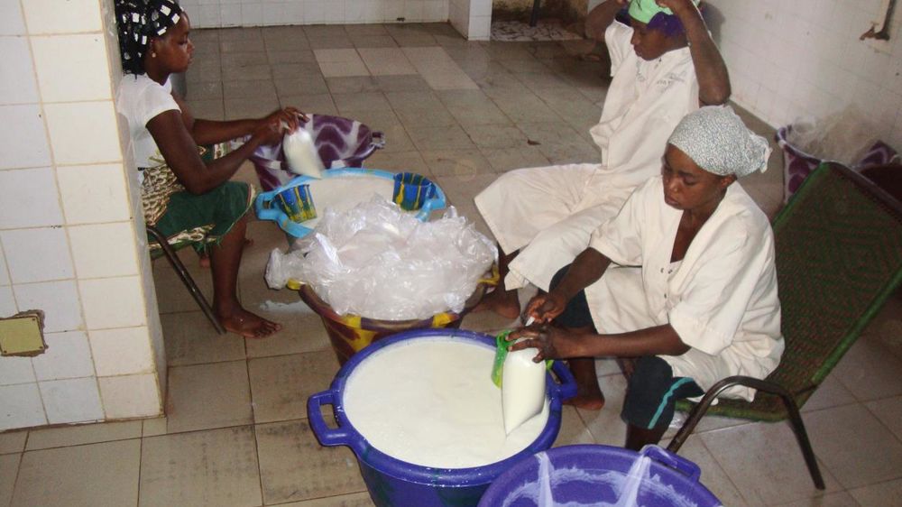 Près de Bamako (Mali), des producteurs s'organisent en coopérative pour pasteuriser le lait et le vendre en sachets aux consommateurs de la capitale de plus en plus demandeurs. © AFDI NORMANDIE