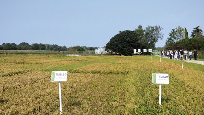 Les variétés Paco et Mambo ont été inscrites au catalogue officiel, et Tamtam pourrait suivre.C. SARRAZIN