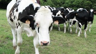 Les Bretons ont décidé d'avancer vite pour retrouver leur place dans la collecte et conquérir les nouveaux marchés. © P.L.C. Les Bretons ont décidé d'avancer vite pour retrouver leur place dans la collecte et conquérir les nouveaux marchés. © P.L.C.