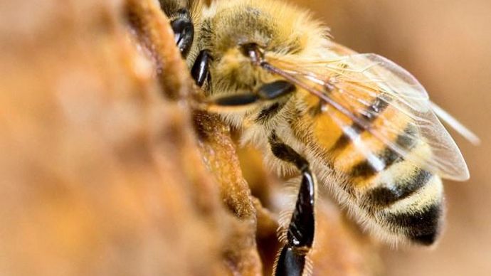 Le rapport de l'Efsa du 16 janvier sur l'impact des néonicotinoïdes sur les abeilles a mis le feu aux poudres.C. WATIER