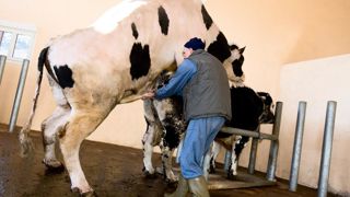On pourrait très bien imaginer demain plusieurs OS holsteins en France, celui d'Evolution, de Gènes Diffusion et pourquoi pas de Prim'holstein France.© CLAUDIUS THIRIET On pourrait très bien imaginer demain plusieurs OS holsteins en France, celui d'Evolution, de Gènes Diffusion et pourquoi pas de Prim'holstein France.© CLAUDIUS THIRIET