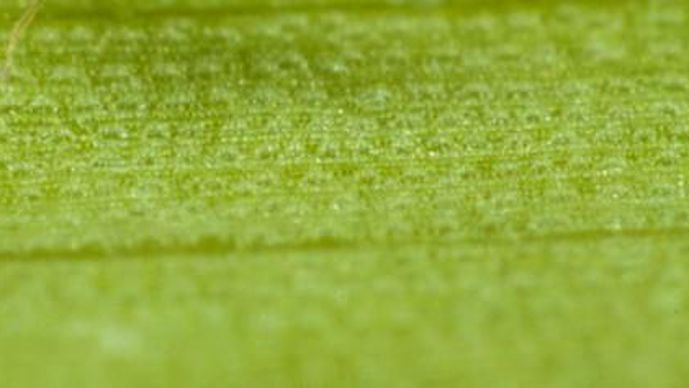 Avec l'arrivée de Tricholine de Biotop, c'est la première fois qu'un produit à base de trichogrammes sort pour la vigne. M. LAPOLLA