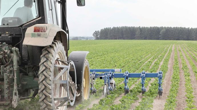 L'étude menée dans les exploitations a montré que le désherbage mixte des cultures sarclées (ici la betterave) a permis de réduire de 9 % en moyenne l'IFT herbicide.GUTNER
