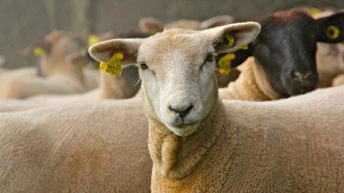 Ovins 27, principale organisation de producteurs de moutons-viande du territoire, affrontait depuis quelques temps une situation difficile et recherchait un partenaire solide. © C. MICHEL Ovins 27, principale organisation de producteurs de moutons-viande du territoire, affrontait depuis quelques temps une situation difficile et recherchait un partenaire solide. © C. MICHEL