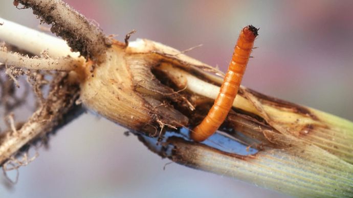 On observe une présence accrue des taupins sur le maïs.C. WATIER