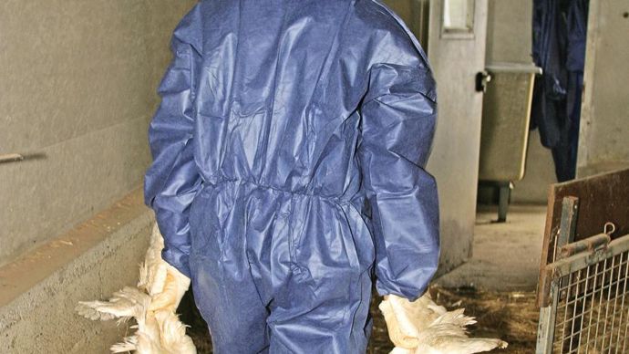 Avec la crise de l'influenza aviaire, 3,7 millions de bêtes n'ont pas pu être produites par les adhérents.P. PARROT