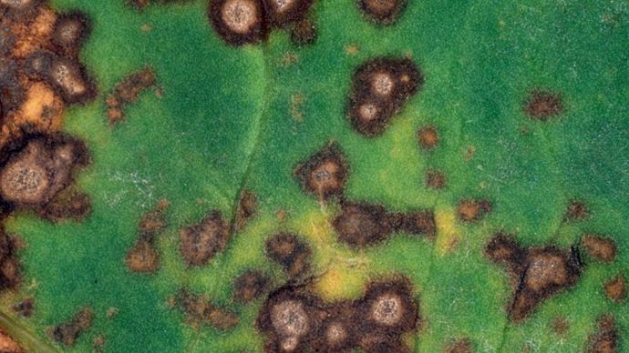 L'année 2017 a été marquée par la montée en puissance de la cercosporiose, avec pour la deuxième année consécutive, de très fortes attaques.