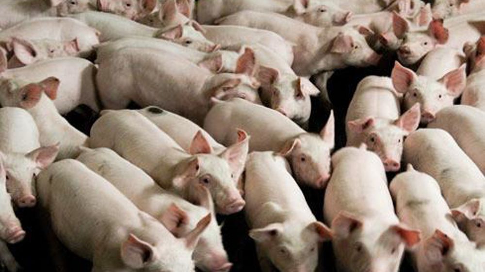 Agrial souhaite gagner des « droits à produire à forte valeur ajoutée », pour ses 400 adhérents producteurs de porcs qui produisent chaque année 796 000 porcs charcutiers. © A. DUFUMIER Agrial souhaite gagner des « droits à produire à forte valeur ajoutée », pour ses 400 adhérents producteurs de porcs qui produisent chaque année 796 000 porcs charcutiers. © A. DUFUMIER Agrial souhaite gagner des « droits à produire à forte valeur ajoutée », pour ses 400 adhérents producteurs de porcs qui produisent chaque année 796 000 porcs charcutiers. © A. DUFUMIER Agrial souhaite gagner des « droits à produire à forte valeur ajoutée », pour ses 400 adhérents producteurs de porcs qui produisent chaque année 796 000 porcs charcutiers. © A. DUFUMIER