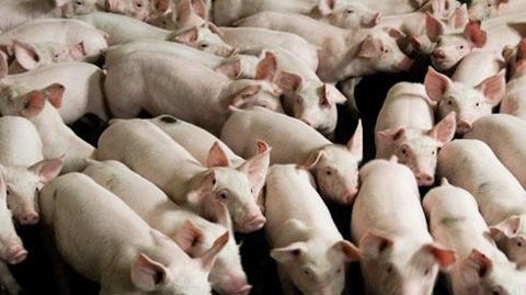 Agrial souhaite gagner des « droits à produire à forte valeur ajoutée », pour ses 400 adhérents produc­teurs de porcs qui produisent chaque année 796 000 porcs charcutiers. © A. DUFUMIER Agrial souhaite gagner des « droits à produire à forte valeur ajoutée », pour ses 400 adhérents produc­teurs de porcs qui produisent chaque année 796 000 porcs charcutiers. © A. DUFUMIER