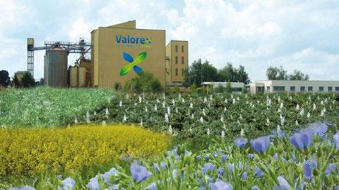 Le fabricant d'aliments Valorex pilote un projet de R & D autour d'une nouvelle façon d'utiliser lin, féverole, lupin et pois dans les rations. Le fabricant d'aliments Valorex pilote un projet de R & D autour d'une nouvelle façon d'utiliser lin, féverole, lupin et pois dans les rations.