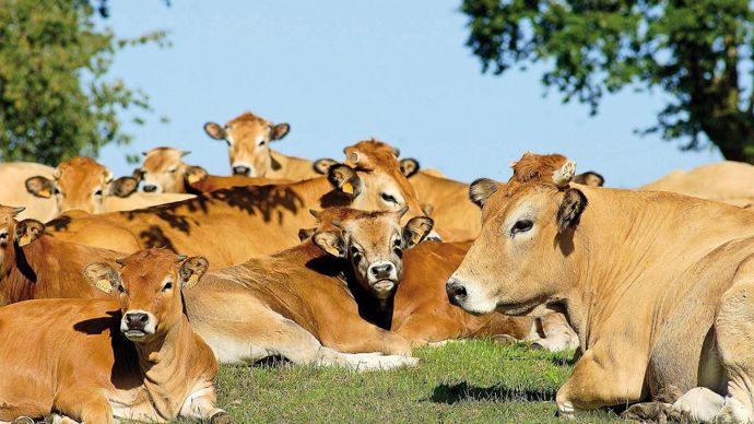 Unicor lance la marque « Boeuf de Montagne ». A terme, le marché devrait représenter 2 500 têtes par an.UNICOR