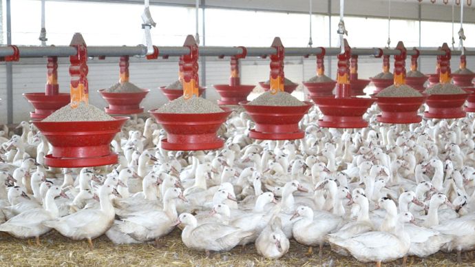 Un bâtiment Armonia 5S de 840 m² est vendu clés en main 205 000 €. Les chaînes d'alimentation sont relevables pour pouvoir pailler facilement.