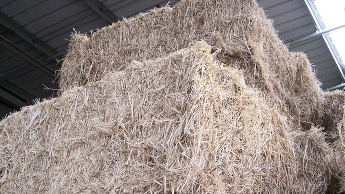 A la récolte, le chanvre est coupé en brins d'environ 50 cm, puis bottelé. Il sera réceptionné en usine, en moyenne, un an plus tard.