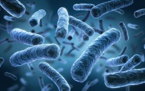 Le microbiote intestinal, qui désigne l’ensemble des microorganismes du système digestif, reflète l’environnement de l’animal. On le retrouve par prélèvement dans les bouses. Le microbiote intestinal, qui désigne l’ensemble des microorganismes du système digestif, reflète l’environnement de l’animal. On le retrouve par prélèvement dans les bouses.