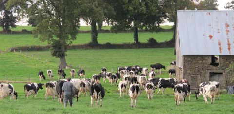 Au pâturage, on peut supprimer le concentré de production et le correcteur azoté si la part de maïs-ensilage dans la ration descend à 5 à 7 kg de MS par vache par jour. C.Hue