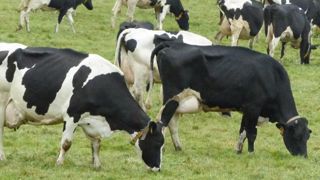 -1,8 %, c'est le recul du prix de juin comparé à celui de mai 2016, en Europe. © M. Bressand / GFA -1,8 %, c'est le recul du prix de juin comparé à celui de mai 2016, en Europe. © M. Bressand / GFA