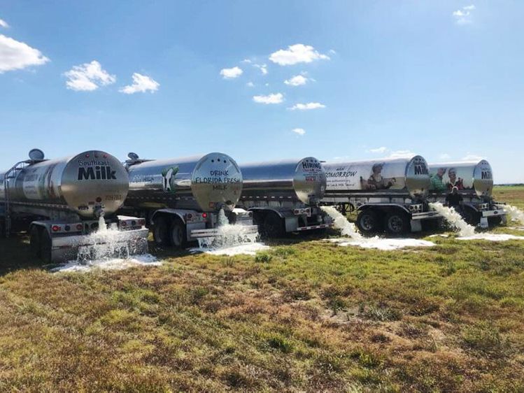 Des producteurs de lait américains déversant leur production faute de débouchés. 