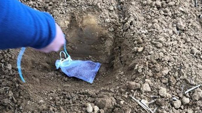 Les sachets de thé sont enterrés à 8-10 cm de profondeur pendant 100 jours avant d’être pesés.