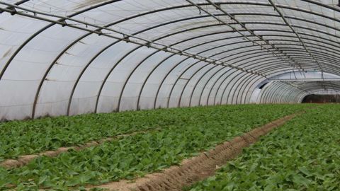 Avec les producteurs Terrena, la coopérative maraîchère nantaise Océane passerait de 47 à 75 producteurs. © M. COISNE