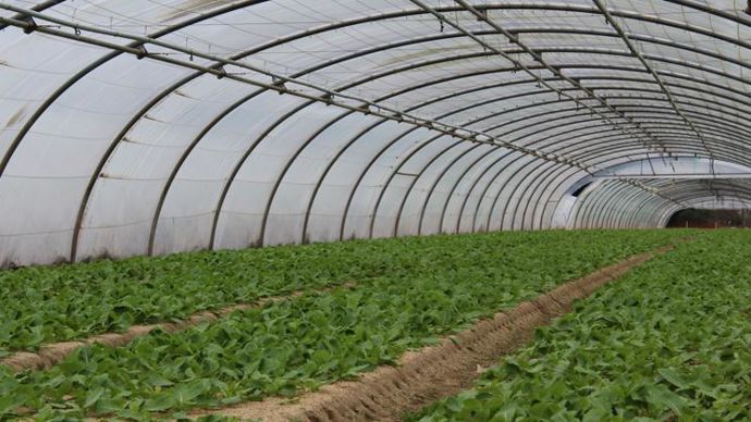 Avec les producteurs Terrena, la coopérative maraîchère nantaise Océane passerait de 47 à 75 producteurs. © M. COISNE