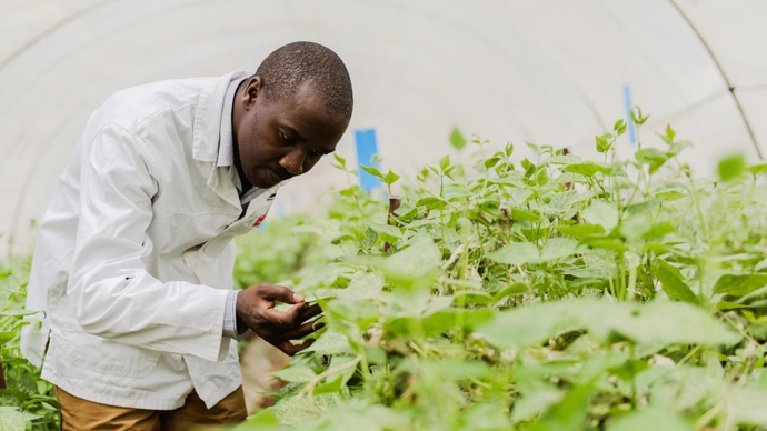 Avec Dudutech, Bioline Agrosciences se dote d’un site de production de solutions de biocontrôle « basé dans un pays hautement stratégique en Afrique de l’Est, le Kenya », affirme la société.