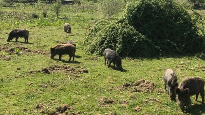 Les contacts entre animaux contaminés, notamment les sangliers, et les porcs indemnes sont la voie principale d’entrée de la fièvre porcine africaine dans un territoire. © Y. BOLOH