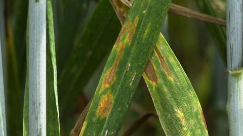 Le nouveau pack Kardix — Plantisoufre, permettant de lutter contre la septoriose et l’oïdium du blé, induit une baisse de 25 % de l’IFT fongicide. © CRAPON/GFA